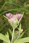 Swamp milkweed